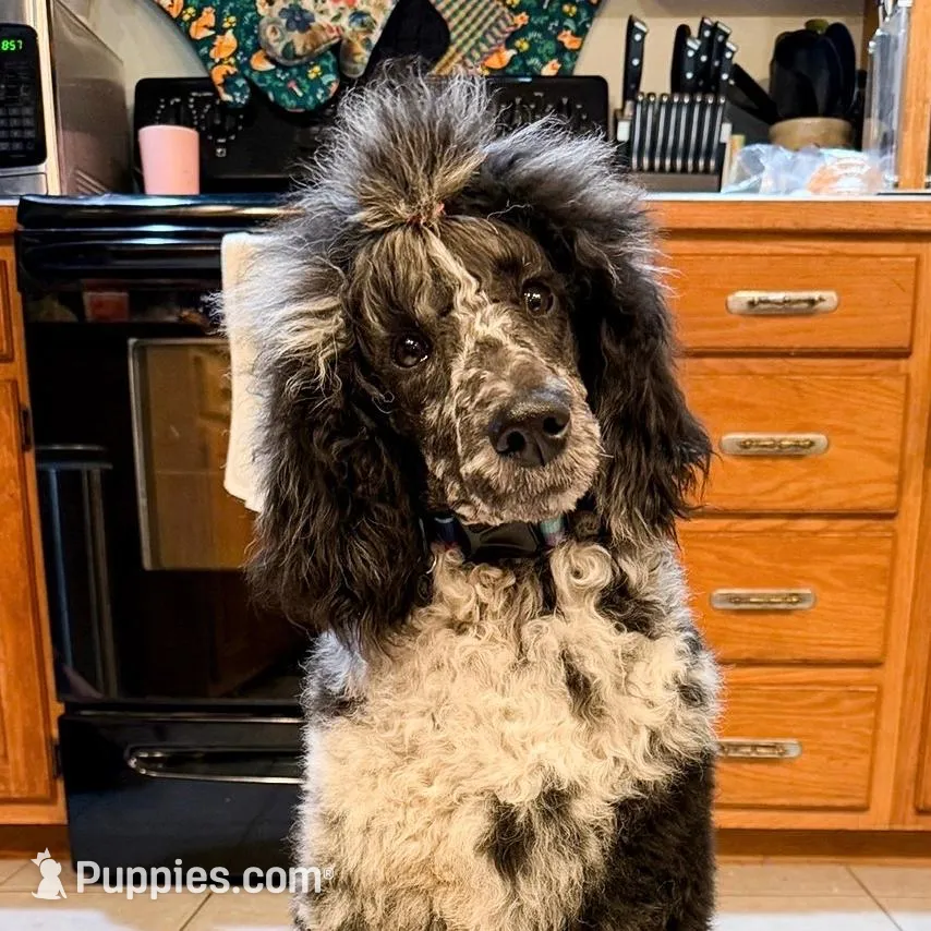 Storm AKC, a female Poodle - Standard  for sale in Dowagiac, MI – Photo 1 of 3