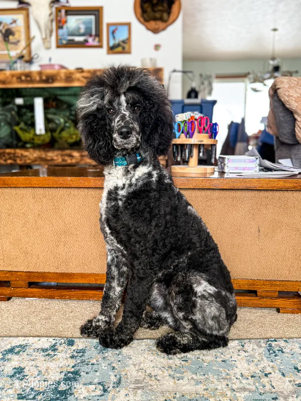 Storm AKC – Poodle - Standard  puppy for sale in Dowagiac, MI