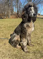 Ruger AKC, a female Poodle - Standard  for sale in Dowagiac, MI – Photo 2 of 2