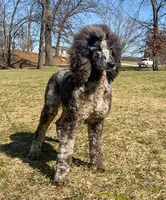 Ruger AKC, a female Poodle - Standard  for sale in Dowagiac, MI – Photo 1 of 2