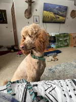 Cece-AKC, a female Poodle - Standard  for sale in Dowagiac, MI – Photo 1 of 2