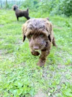 Victor, a male Springer Doodle for sale in Windsor, CT – 4 of 6