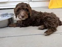 Austin , a male Springer Doodle for sale in Windsor, CT – 4 of 6