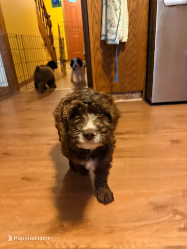 Puppy 1 – Springer Doodle puppy for sale in Windsor, CT
