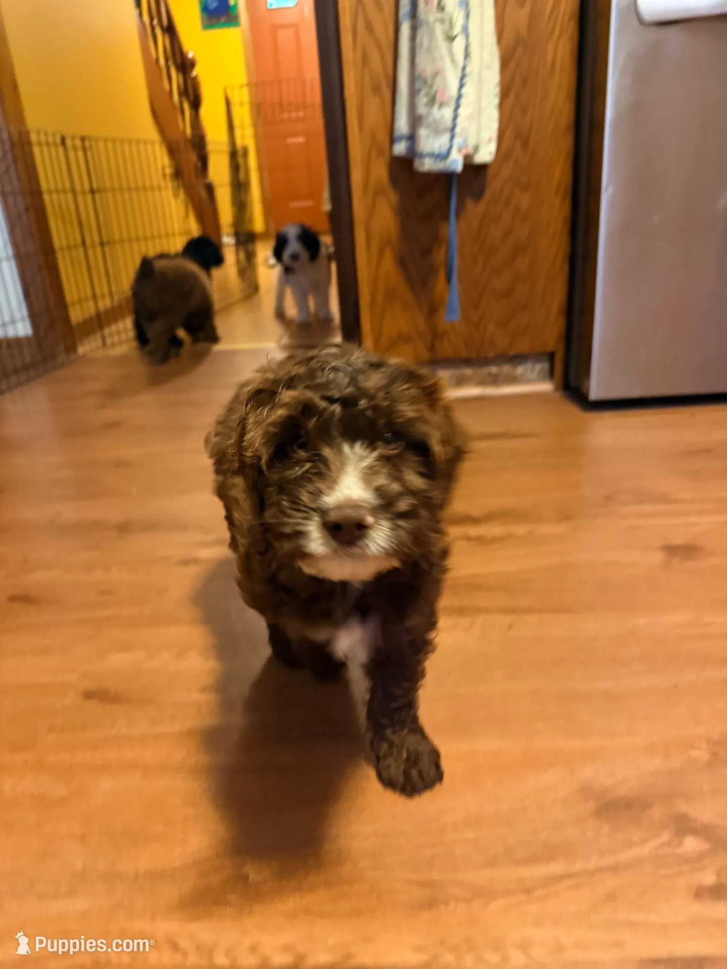 Puppy 1, a male Springer Doodle for sale in Windsor, CT – 1 of 2