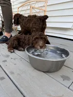 Austin , a male Springer Doodle for sale in Windsor, CT – 5 of 6