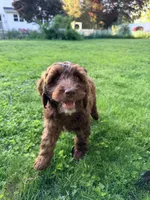 Victor, a male Springer Doodle for sale in Windsor, CT – 6 of 6