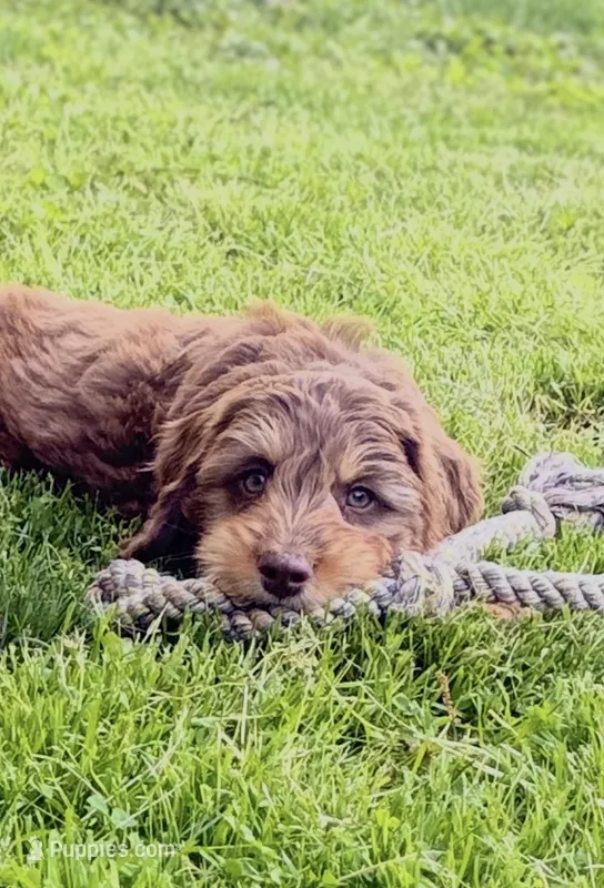 Cooper – Springer Doodle puppy for sale in Windsor, CT
