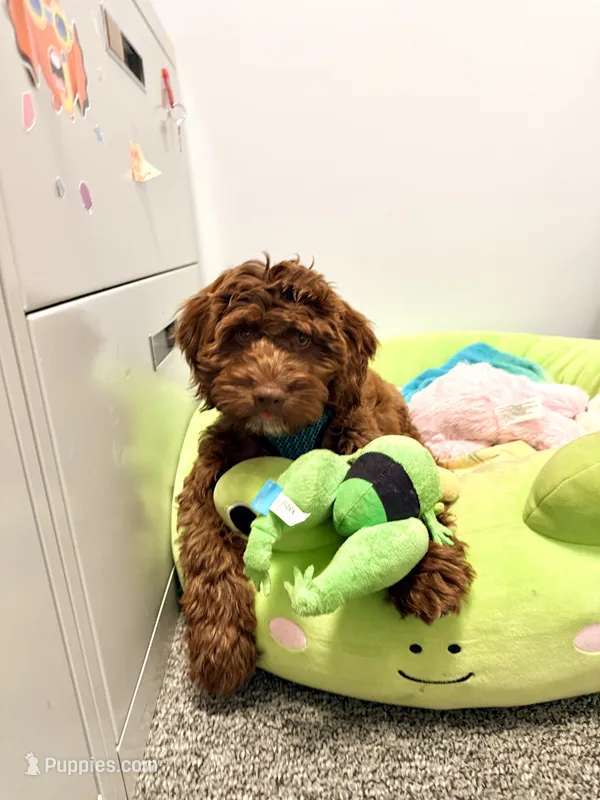 Victor – Springer Doodle puppy for sale in Windsor, CT