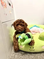 Victor, a male Springer Doodle for sale in Windsor, CT – 1 of 7