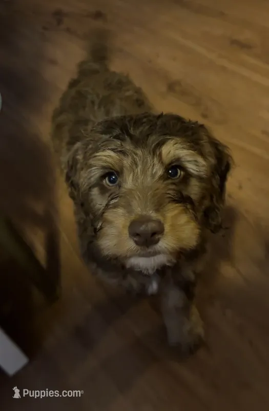Puppy 2 – Springer Doodle puppy for sale in Windsor, CT