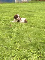Luka, a male Springer Doodle for sale in Windsor, CT – 5 of 9