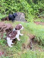 Luka, a male Springer Doodle for sale in Windsor, CT – 4 of 9