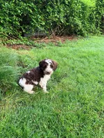 Luka, a male Springer Doodle for sale in Windsor, CT – 9 of 9