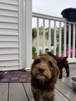 Puppy 2, a male Springer Doodle for sale in Windsor, CT – 2 of 4