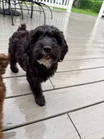 Madeline, a female Springer Doodle for sale in Windsor, CT – 1 of 5