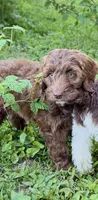 Victor, a male Springer Doodle for sale in Windsor, CT – 2 of 6