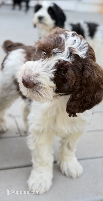 Luka – Springer Doodle puppy for sale in Windsor, CT