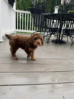 Puppy 2, a male Springer Doodle for sale in Windsor, CT – 4 of 4