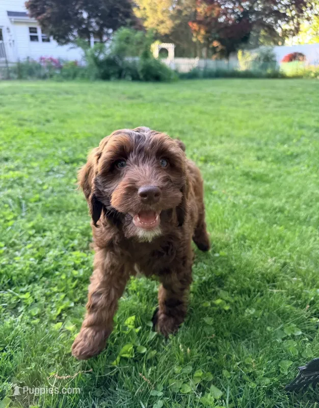 Victor, a male Springer Doodle for sale in Windsor, CT – 1 of 6