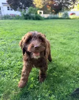 Victor, a male Springer Doodle for sale in Windsor, CT – 1 of 6