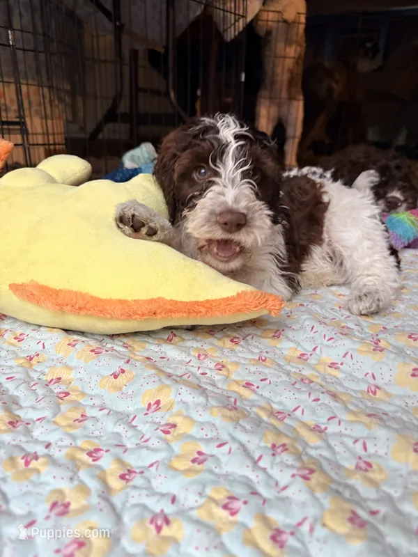 Puppy 3 – Springer Doodle puppy for sale in Windsor, CT