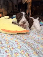 Puppy 3, a male Springer Doodle for sale in Windsor, CT – 1 of 1
