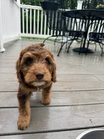 Puppy 2, a male Springer Doodle for sale in Windsor, CT – 3 of 4