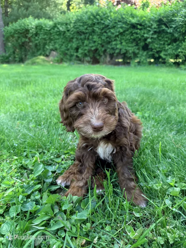 Austin  – Springer Doodle puppy for sale in Windsor, CT