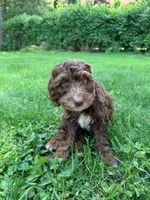 Austin , a male Springer Doodle for sale in Windsor, CT – 1 of 6