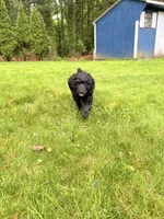 Madeline, a female Springer Doodle for sale in Windsor, CT – 5 of 5