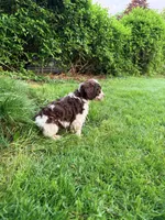 Luka, a male Springer Doodle for sale in Windsor, CT – 8 of 9