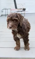 Austin , a male Springer Doodle for sale in Windsor, CT – 2 of 6