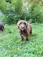 Victor, a male Springer Doodle for sale in Windsor, CT – 5 of 6