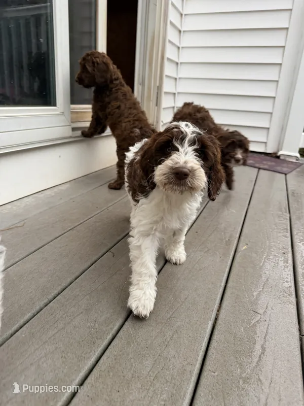 Luka – Springer Doodle puppy for sale in Windsor, CT