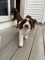 Luka, a male Springer Doodle for sale in Windsor, CT – 1 of 9