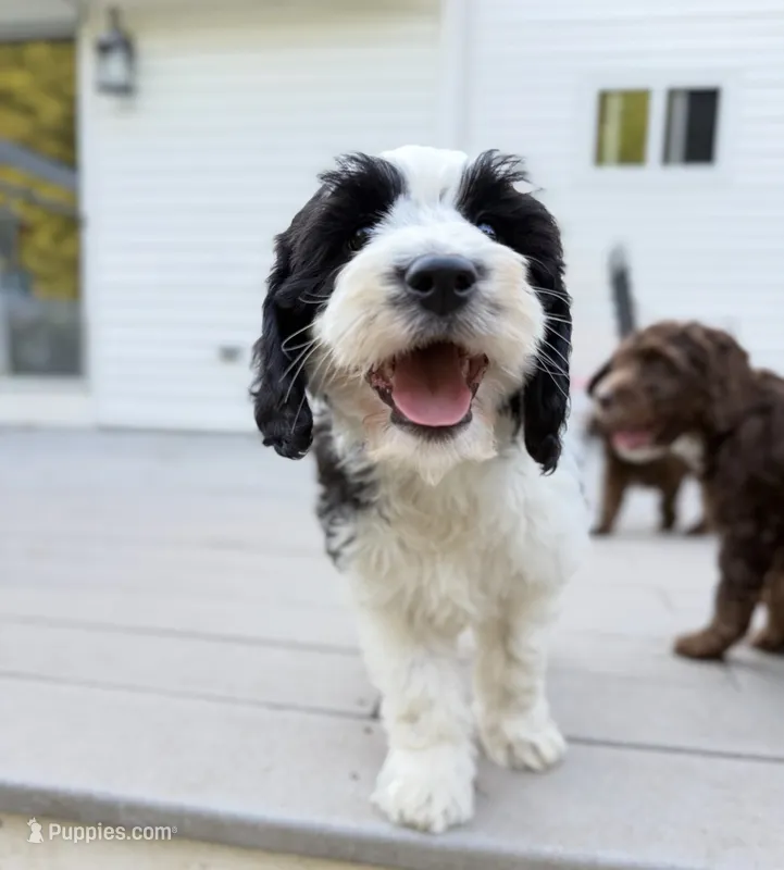 Freya – Springer Doodle puppy for sale in Windsor, CT