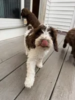 Luka, a male Springer Doodle for sale in Windsor, CT – 2 of 9