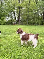 Luka, a male Springer Doodle for sale in Windsor, CT – 6 of 9