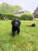 Madeline, a female Springer Doodle for sale in Windsor, CT – 4 of 5