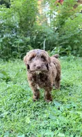 Victor, a male Springer Doodle for sale in Windsor, CT – 3 of 6