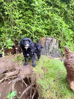 Madeline, a female Springer Doodle for sale in Windsor, CT – 3 of 5