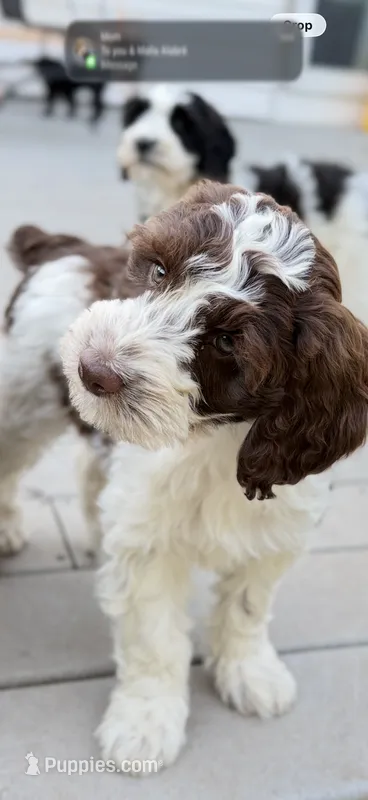 Luka – Springer Doodle puppy for sale in Windsor, CT