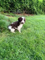 Luka, a male Springer Doodle for sale in Windsor, CT – 3 of 9