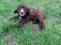 Puppy 1, a male Springer Doodle for sale in Windsor, CT – 2 of 2