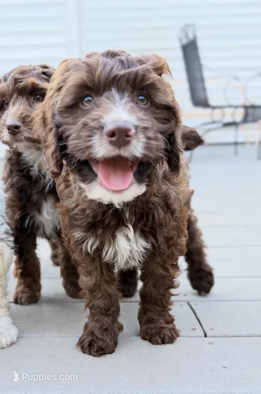 Dylan – Springer Doodle puppy for sale in Windsor, CT