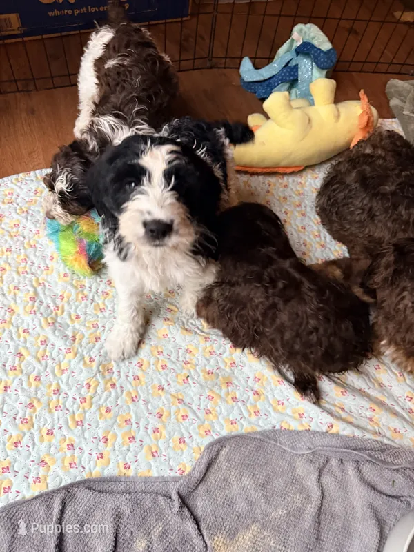 Puppy 5 – Springer Doodle puppy for sale in Windsor, CT