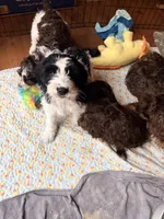 Puppy 5, a female Springer Doodle for sale in Windsor, CT – 1 of 1
