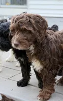 Austin , a male Springer Doodle for sale in Windsor, CT – 3 of 6