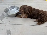 Austin , a male Springer Doodle for sale in Windsor, CT – 6 of 6